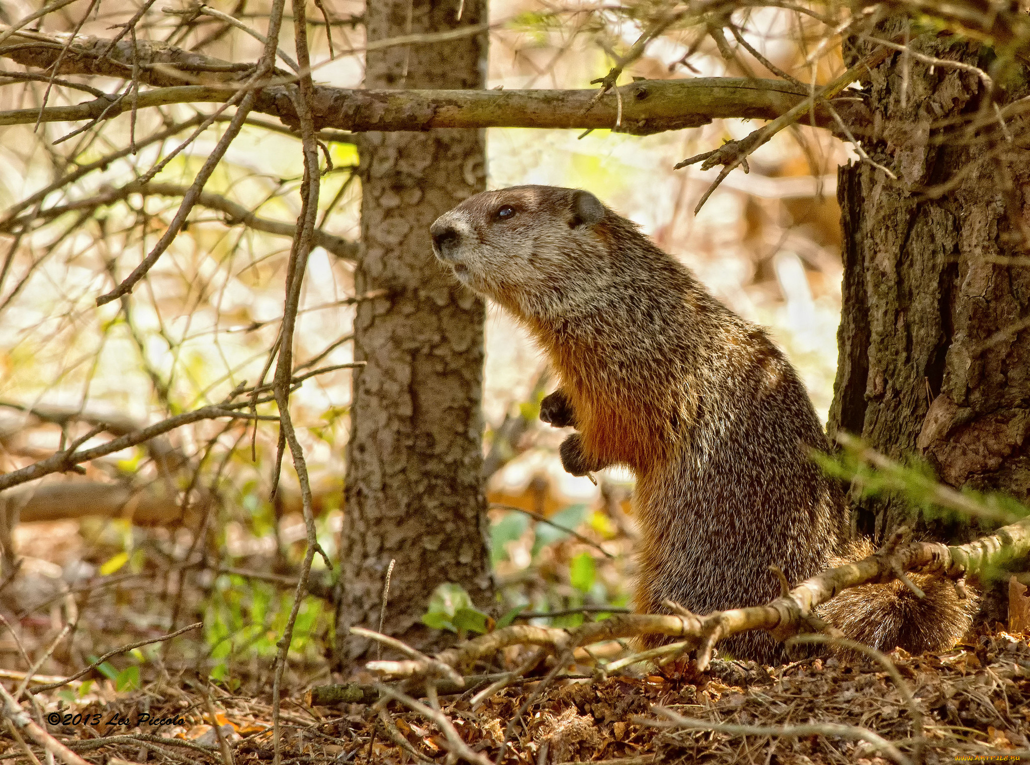 Сурок осенью. Седой сурок Marmota caligata. Лесной сурок. Сурок Мензбира. Черношапочный сурок.